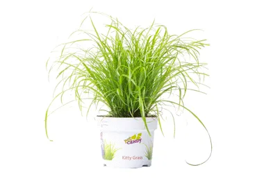 Kassimuru potis
