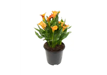 Potilill kalla  Ø13cm