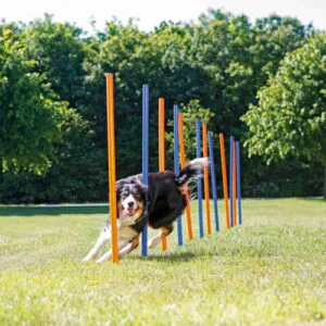 Trixie Agility slaalomrada treeninguks koertele
