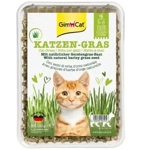 Kassimuru odraseemnetest, kasvusubstraadis Katzen-Gras (GimCat)