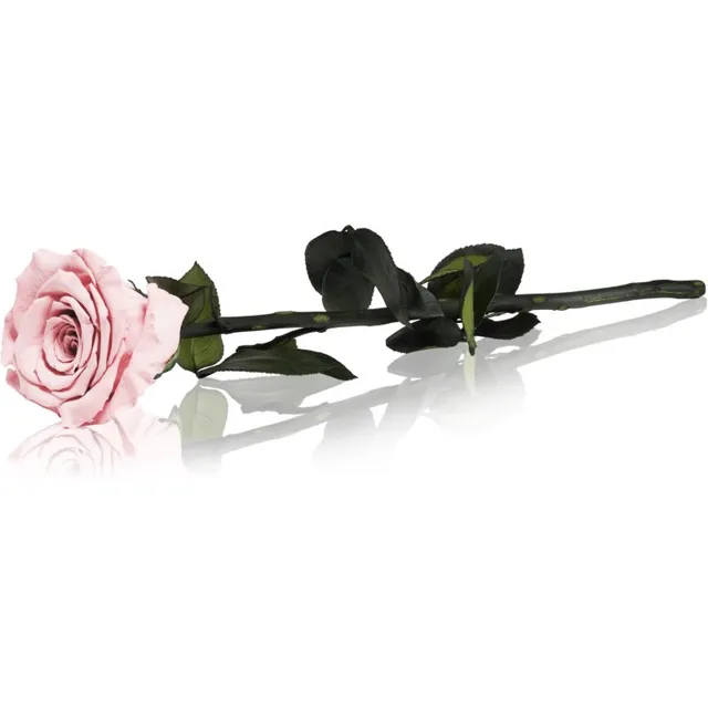 RoseAmor Pink stabiliseeritud roos varrega 30 cm 1 tk