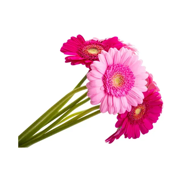 Gerberakimp 50 cm, 5 tk, 1 kimp