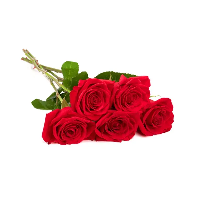 Roosid 60 cm, 5 tk, 1 kimp
