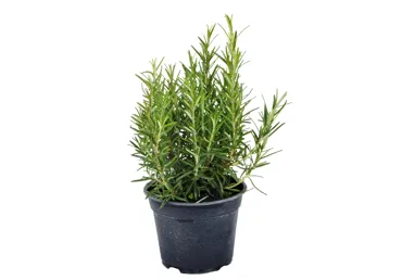 Rosmariin potis Ø14cm