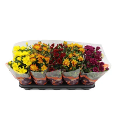 Krüsanteemide mix potis Rimi 12cm