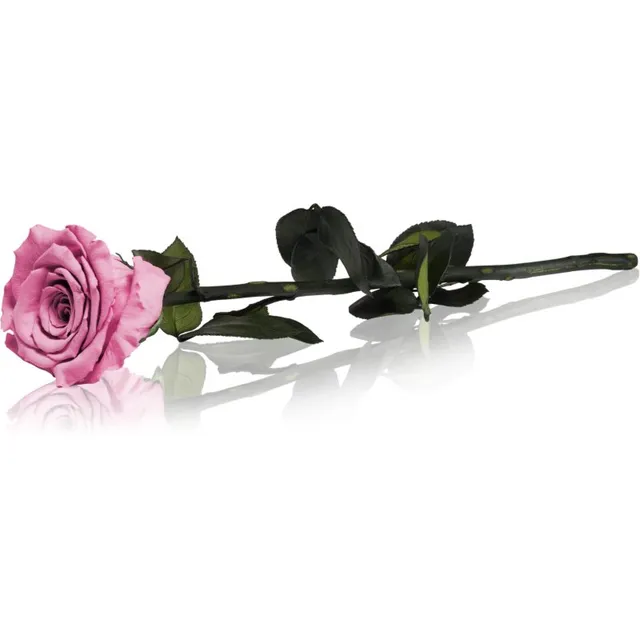 RoseAmor Pink stabiliseeritud roos varrega 30 cm 1 tk