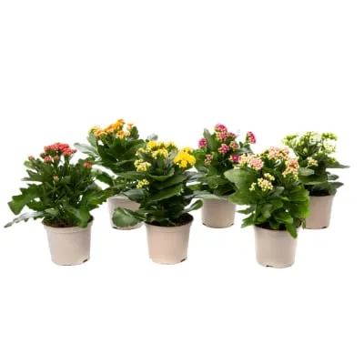 Kalanhoe potis 12cm
