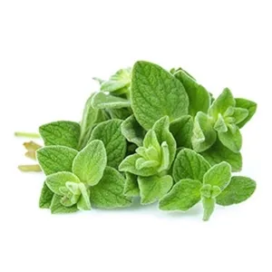 Oregano potis, GRÜNE FEE, 1 tk