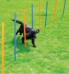Agility postid, 12 tk (Pawise)