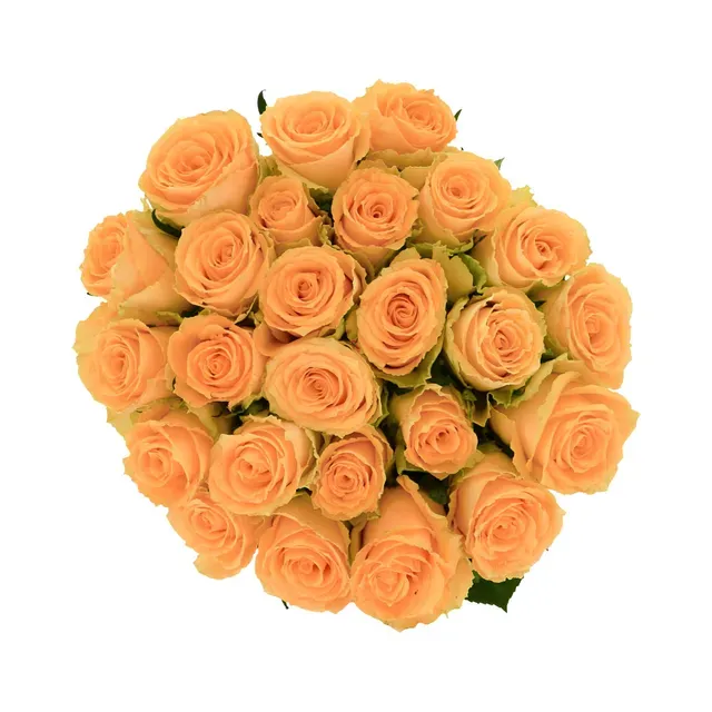 Roosikimp Roosa 25tk 70cm, 1 tk, ettetellimisel