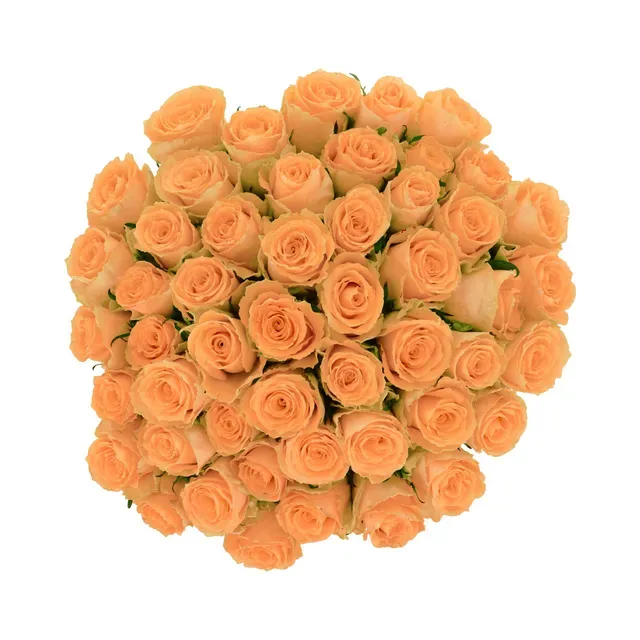 Roosikimp Roosa 50tk 60cm, 1 tk, ettetellimisel