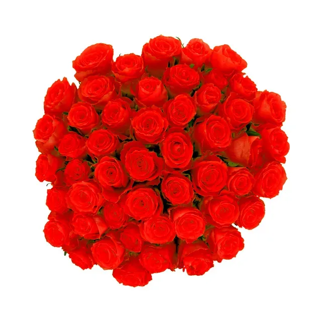 Roosikimp Punane 50tk 60cm, 1 tk, ettetellimisel