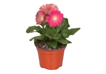 Potilill gerbera 12cm