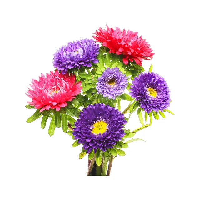 Aster 50 cm, 1 tk