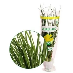 Murulauk potis, GRÜNE FEE, 1 tk