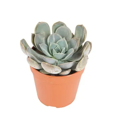 Kaktus mix potis 6cm