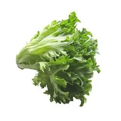 Salat Frillice kiles Grüne Fee