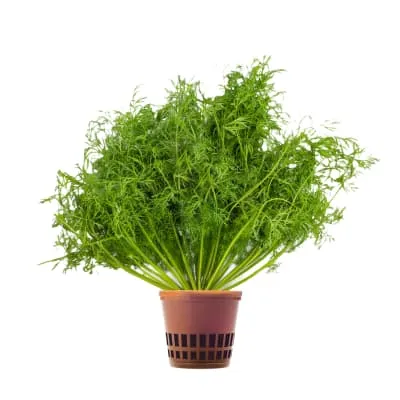 Till potis Hansa Herb