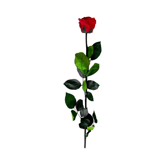 Roos varrega 55cm, FIORIRE, 1tk