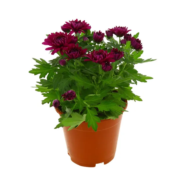 Krüsanteem, 12 cm potis, 1 tk