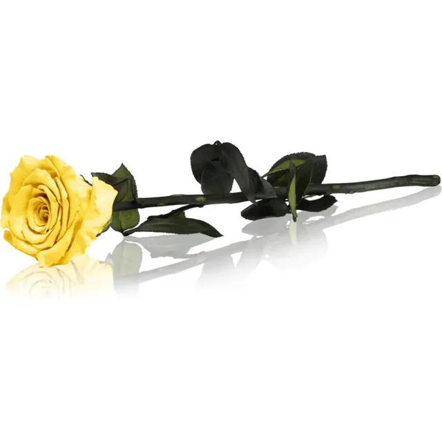 RoseAmor Yellow stabiliseeritud roos varrega 30 cm 1 tk