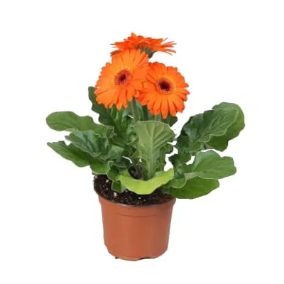Gerbera potis 12cm