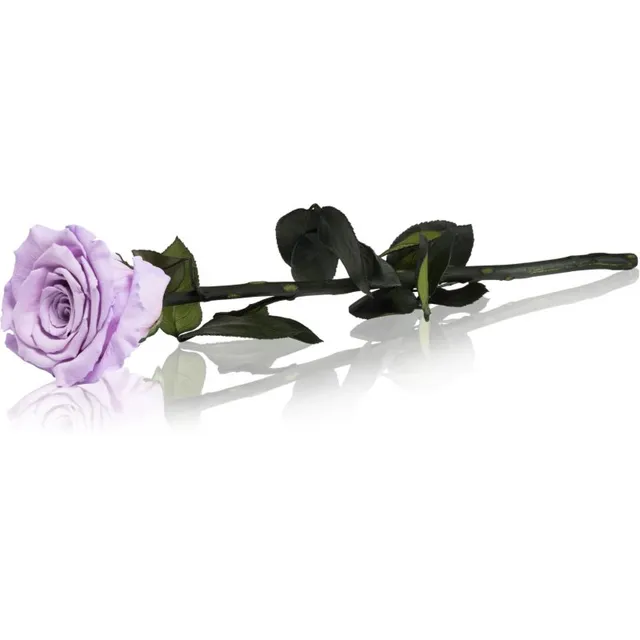 RoseAmor Lila stabiliseeritud roos varrega 30 cm 1 tk